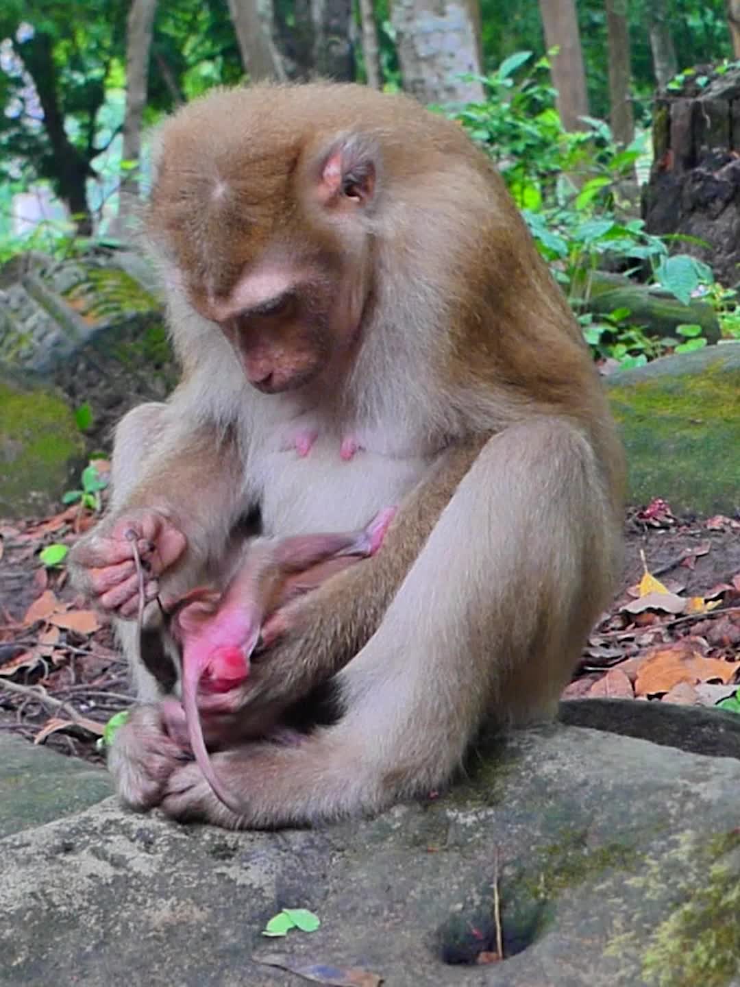 @Monkey Discovery