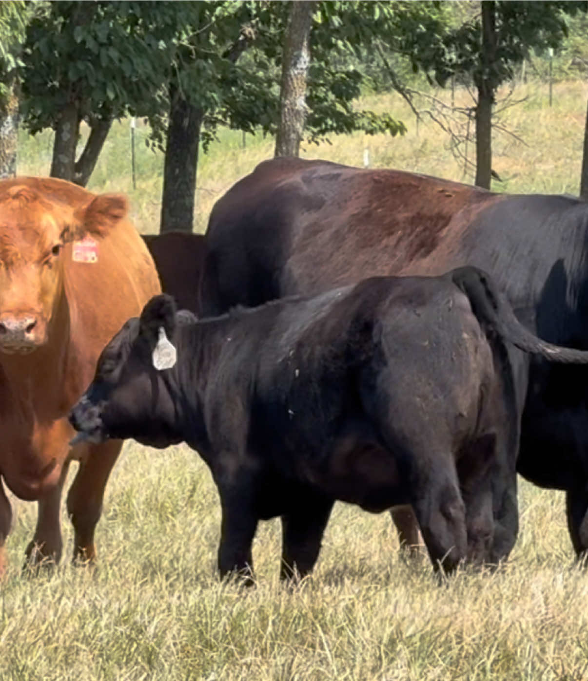 @Massey Land & Cattle