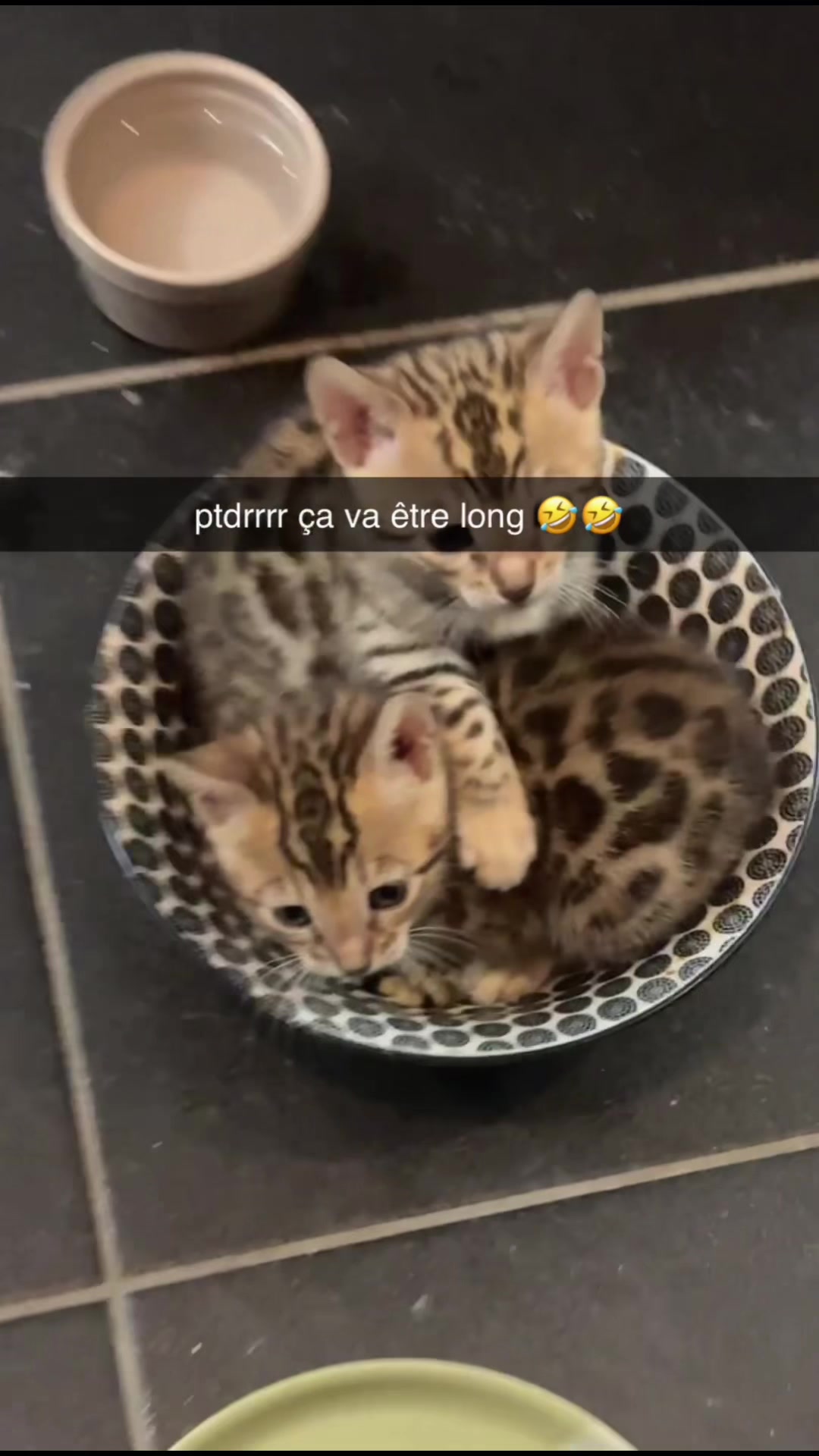 @voltaireleroi