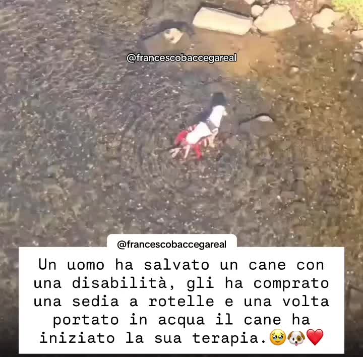 @francescobaccegareal