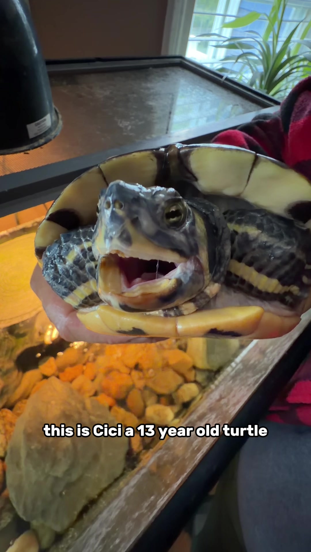 @The Goldfish Guy