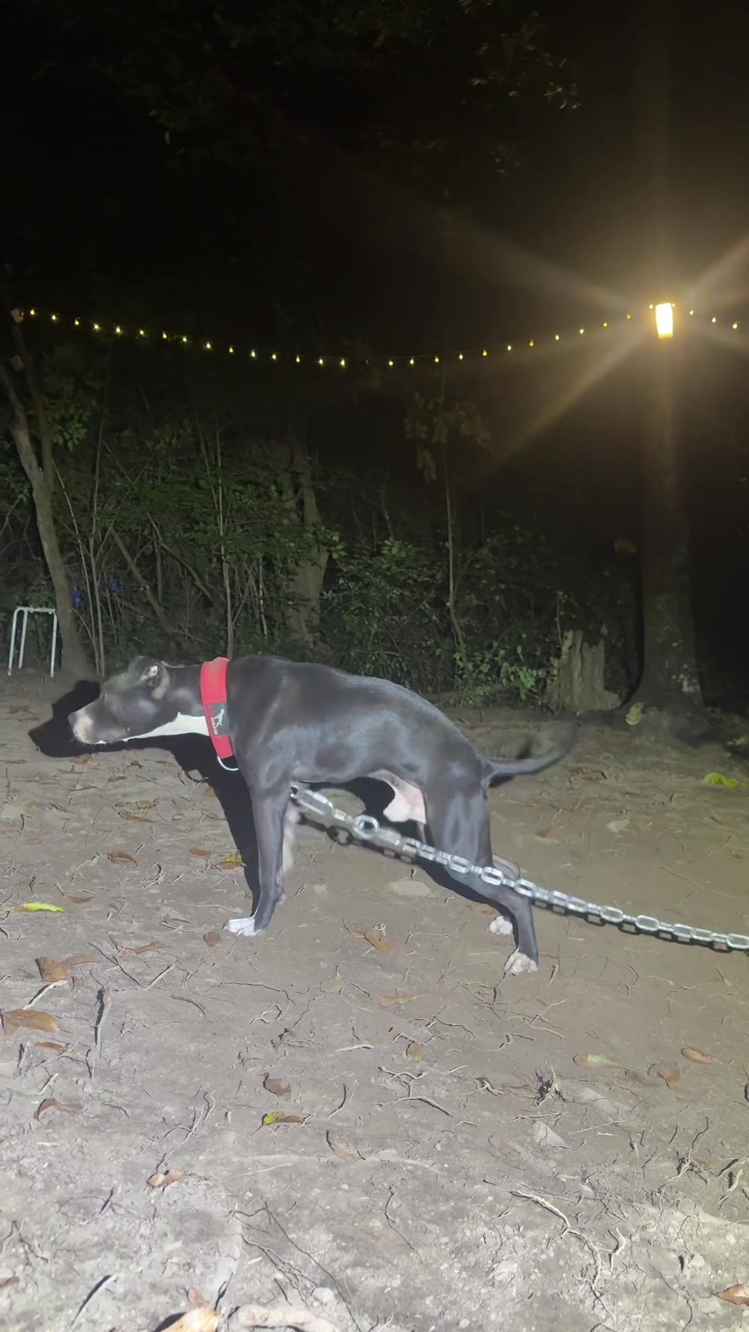 @ConcreteJungle_apbt