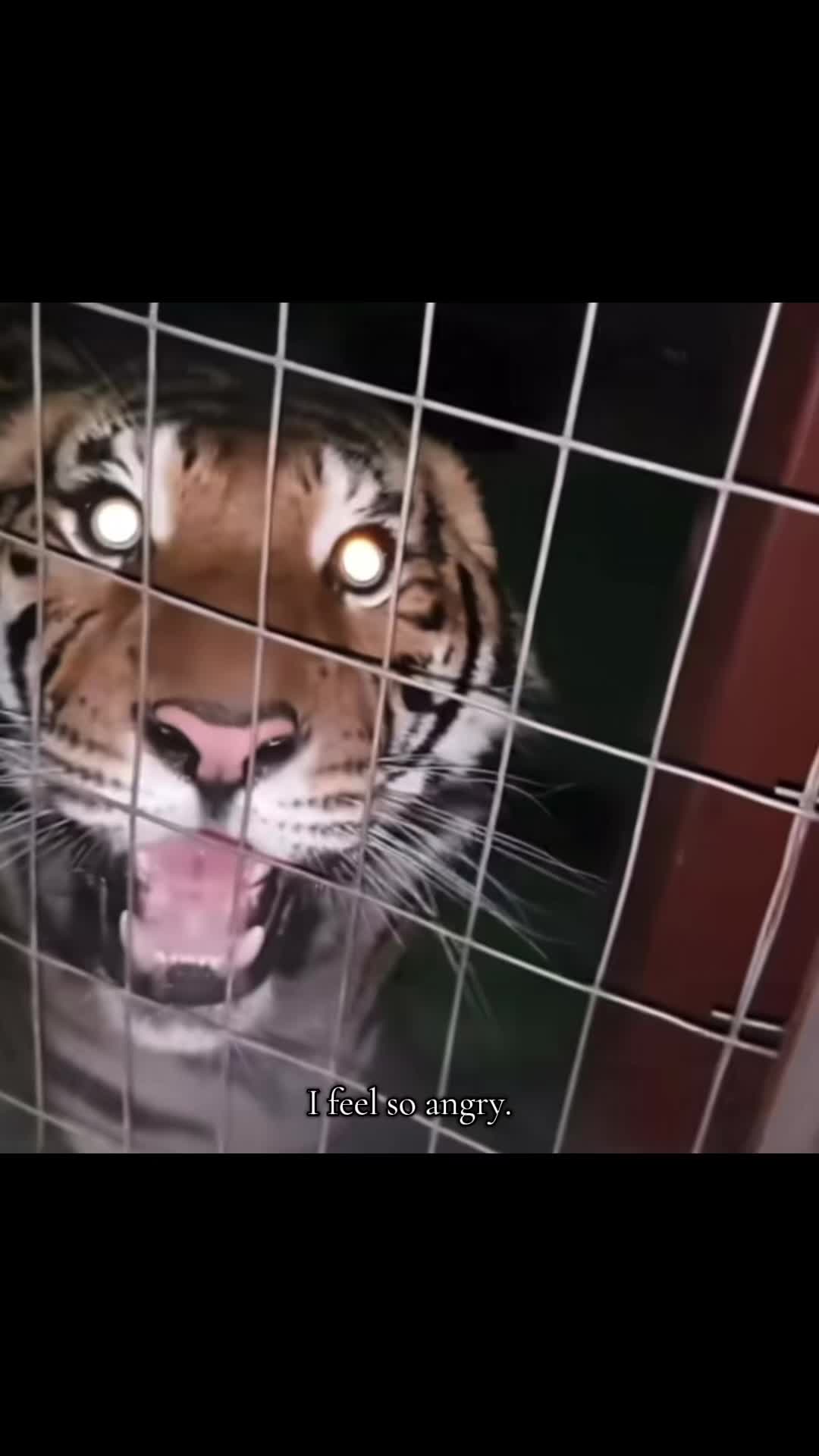 @ღ ⚔️ 𝑻𝑰𝑮𝑹𝑬𝑺𝑺. 🐅 ༆