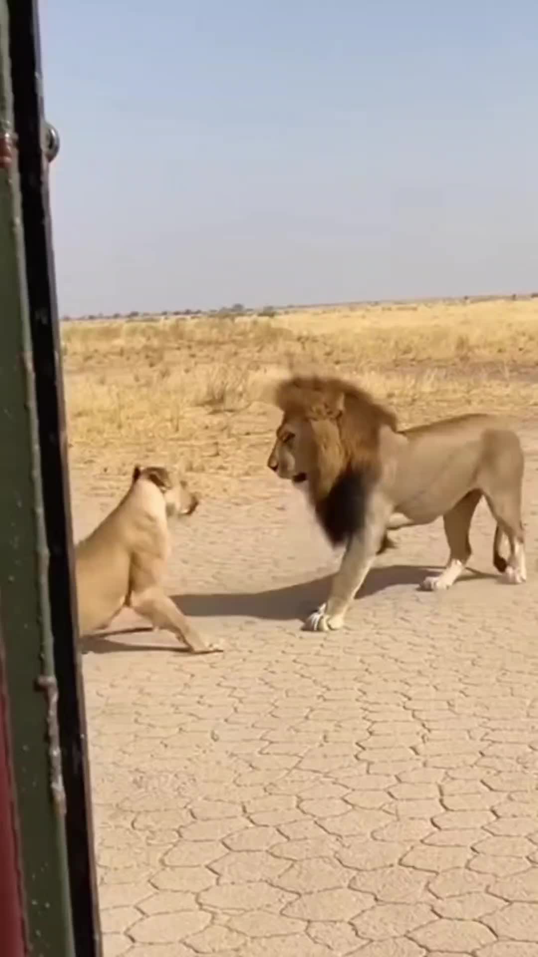 @SafariAnimalsHub