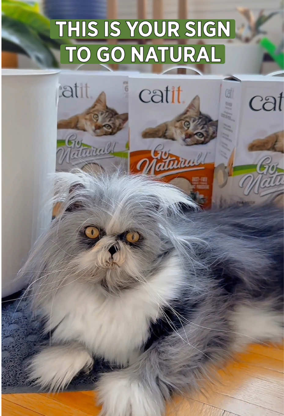 @atchoumthecat