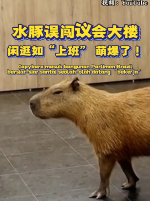 @中国报