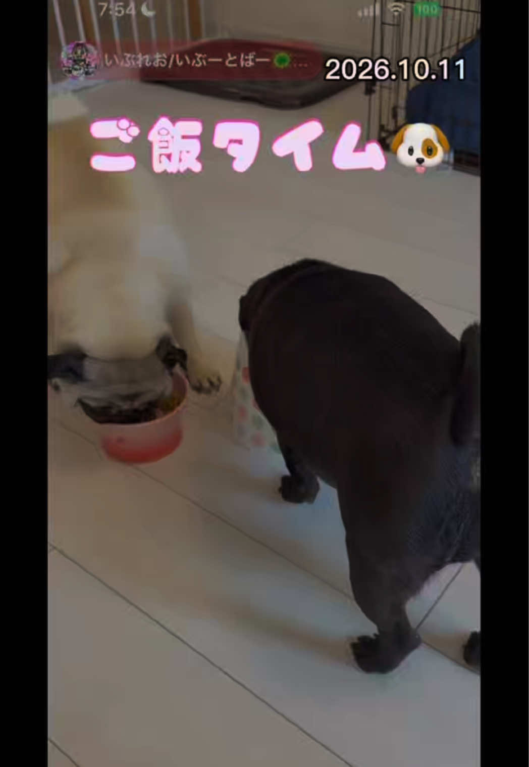 @すずか🧊🫧