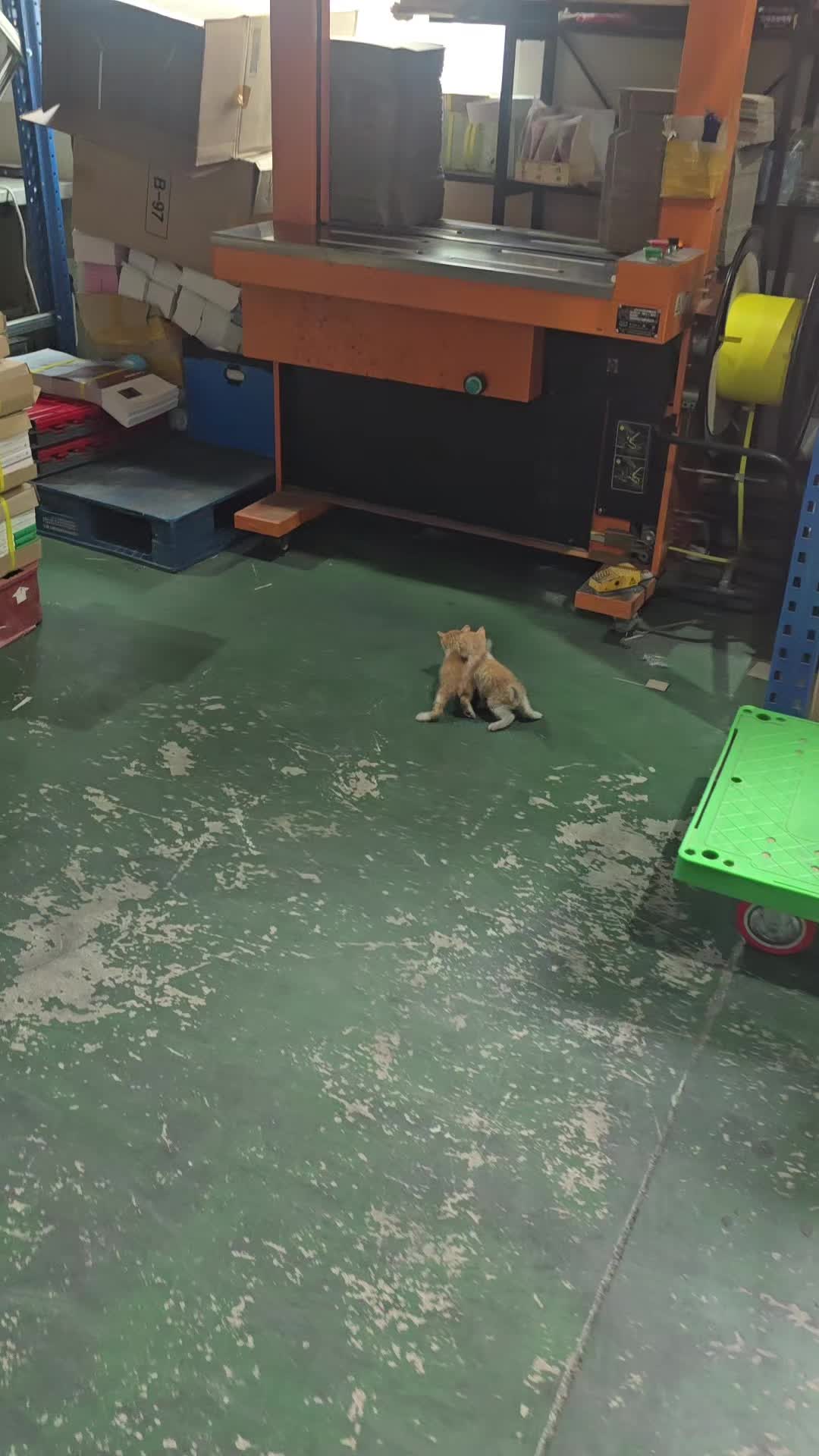 @고양이 형아