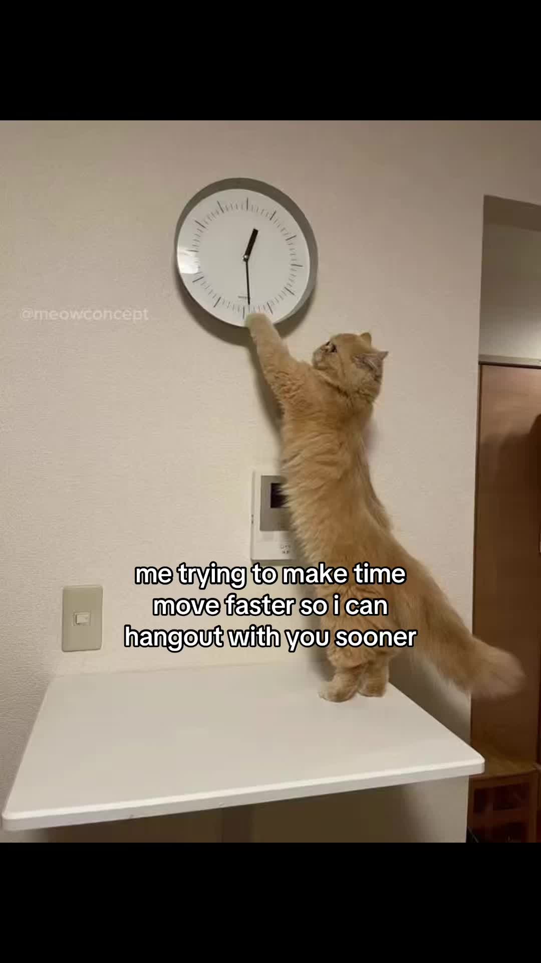 @meowconcept
