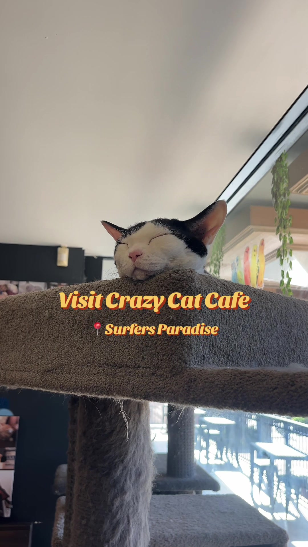 @crazycatcafe