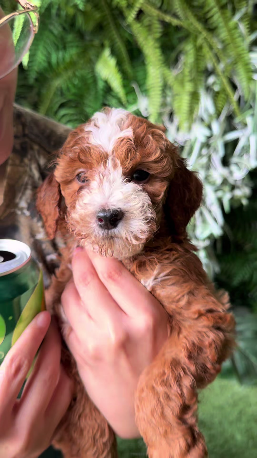 @FurbabyPuppies