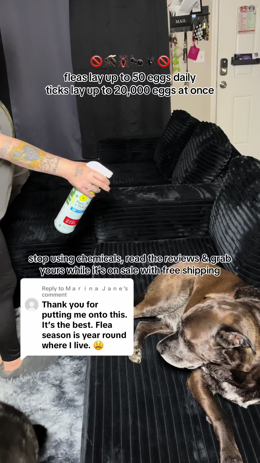 @kai&bull;thedogmother🐾