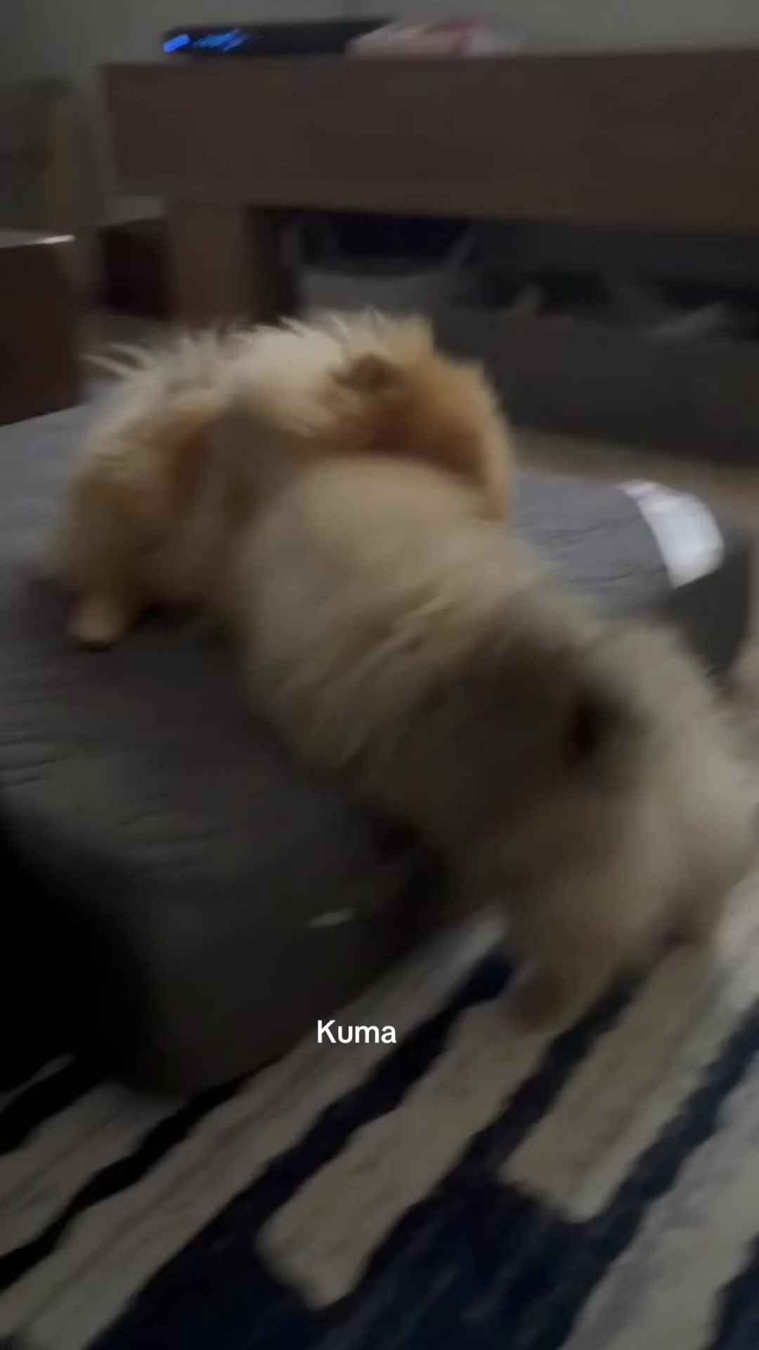 @Life of MESHKA the Pomeranian