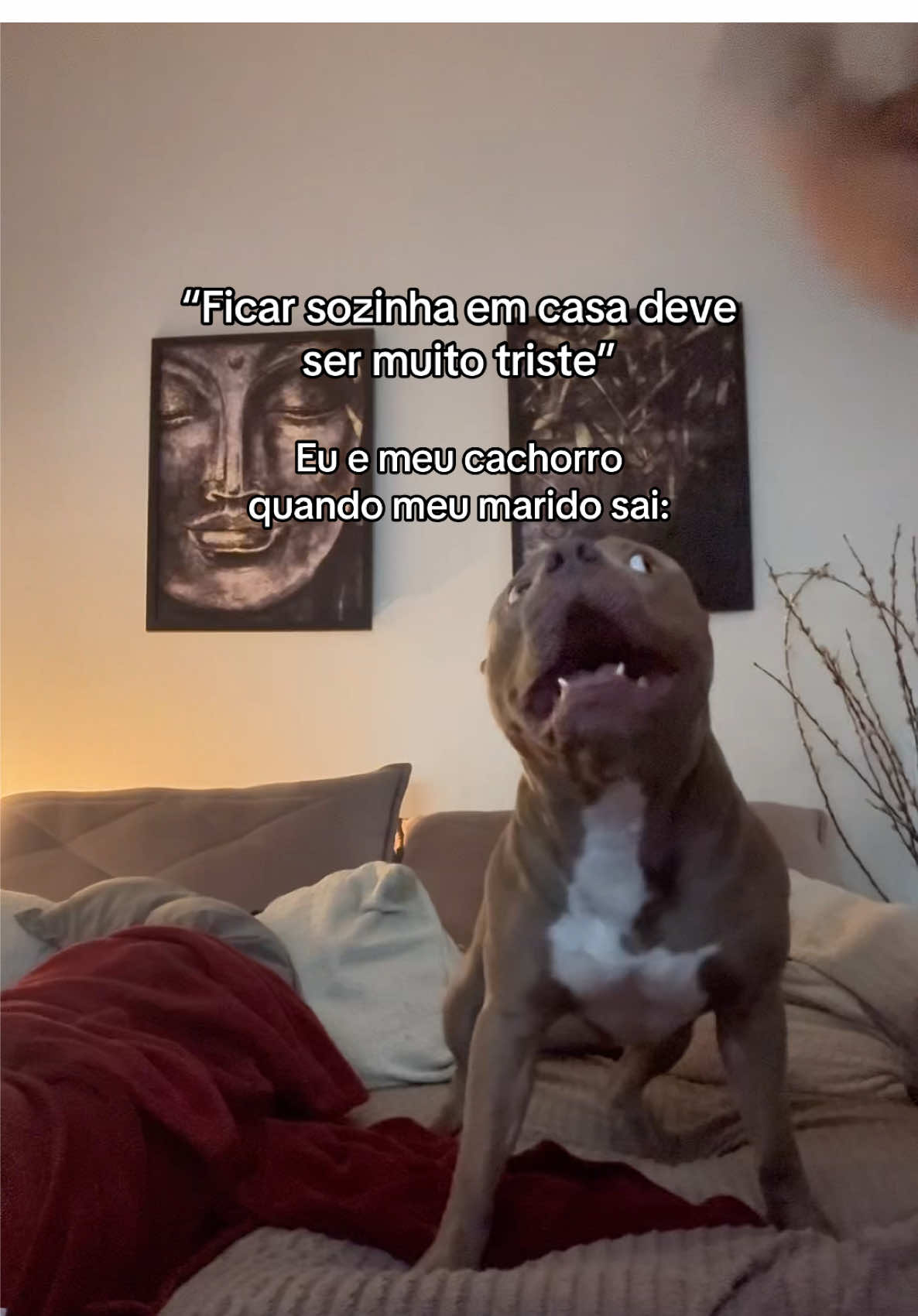 @tutoradobuda