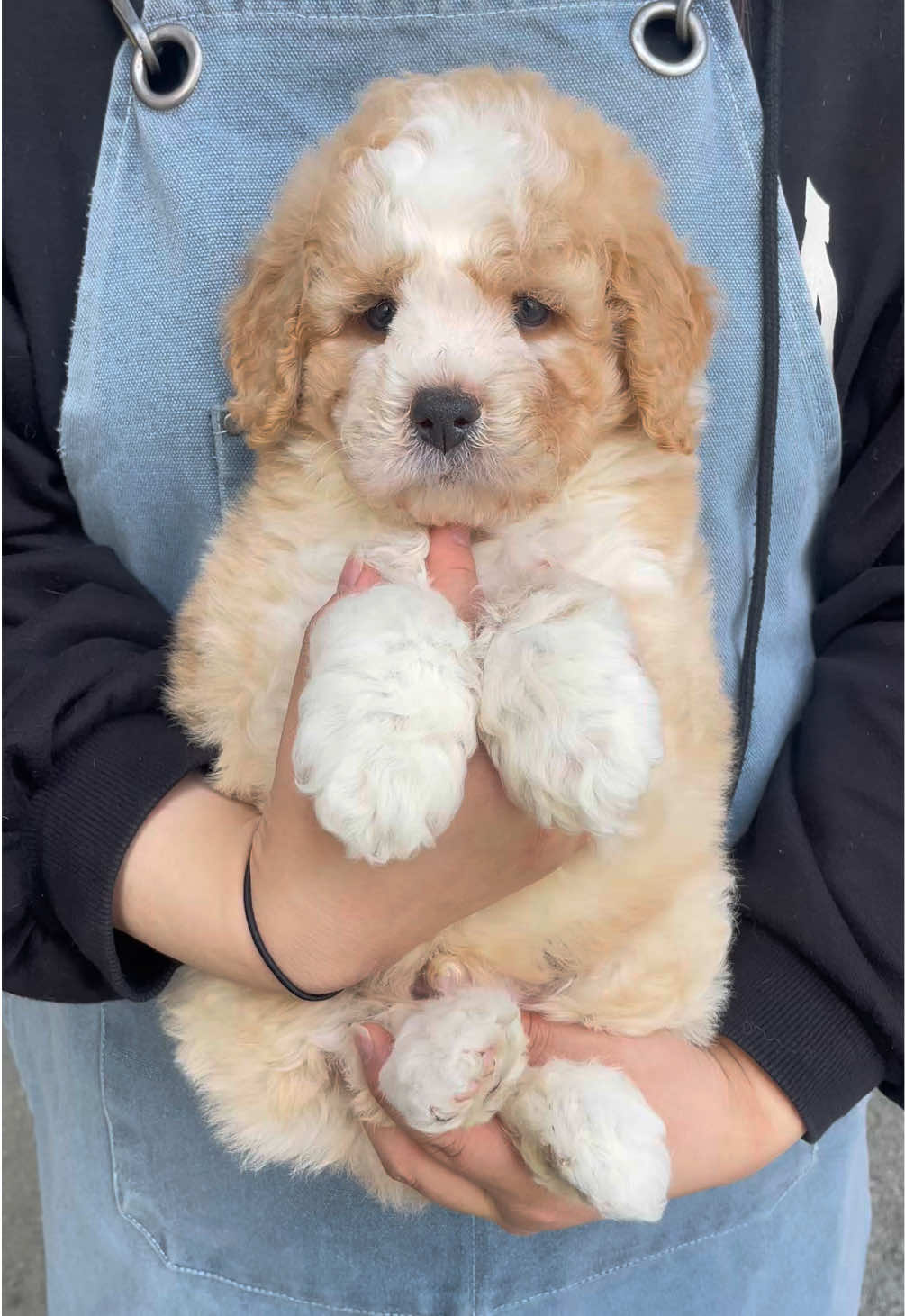 @buddydog222