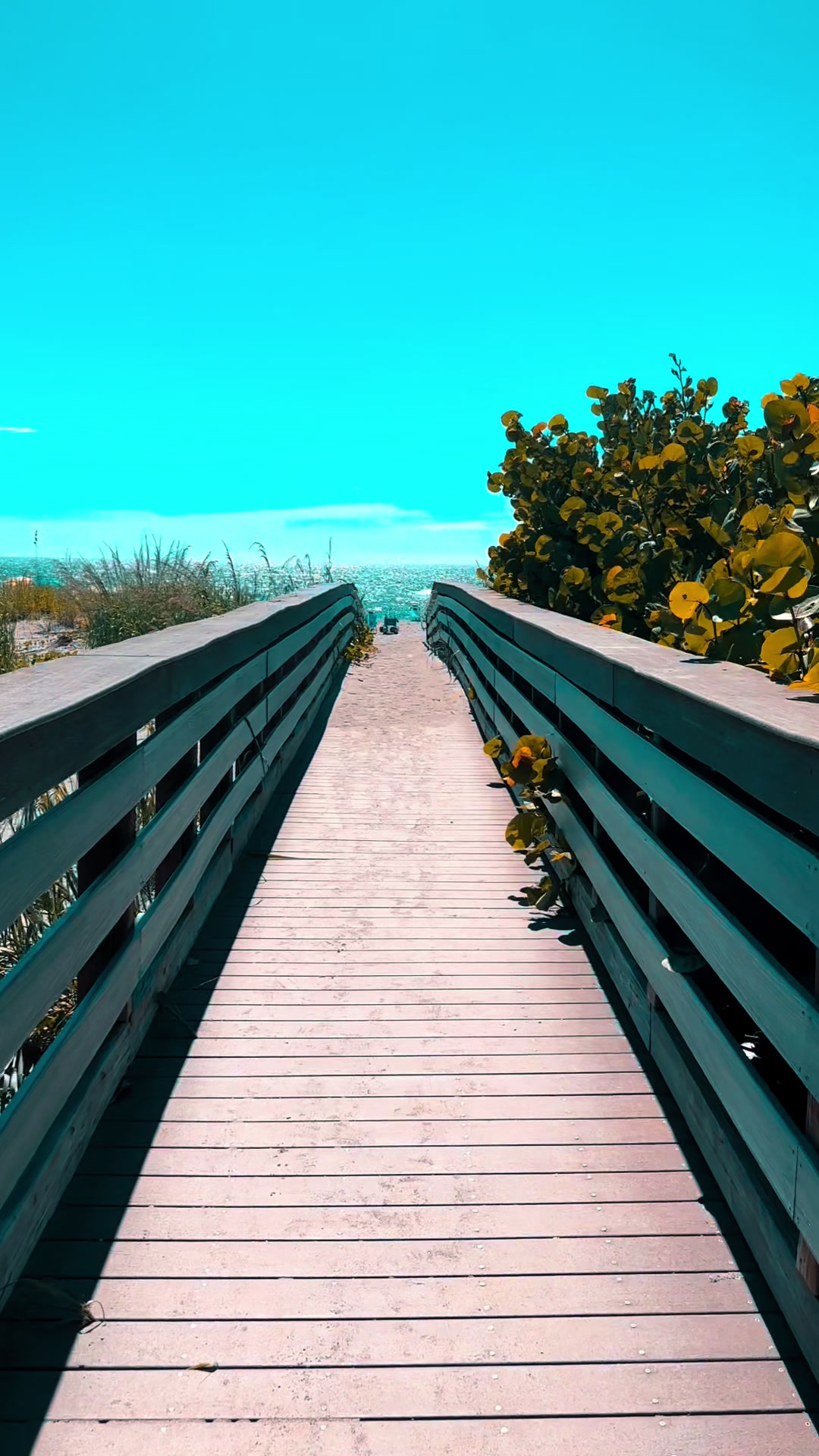 @Sarasota Local Guide 🌊🏝️