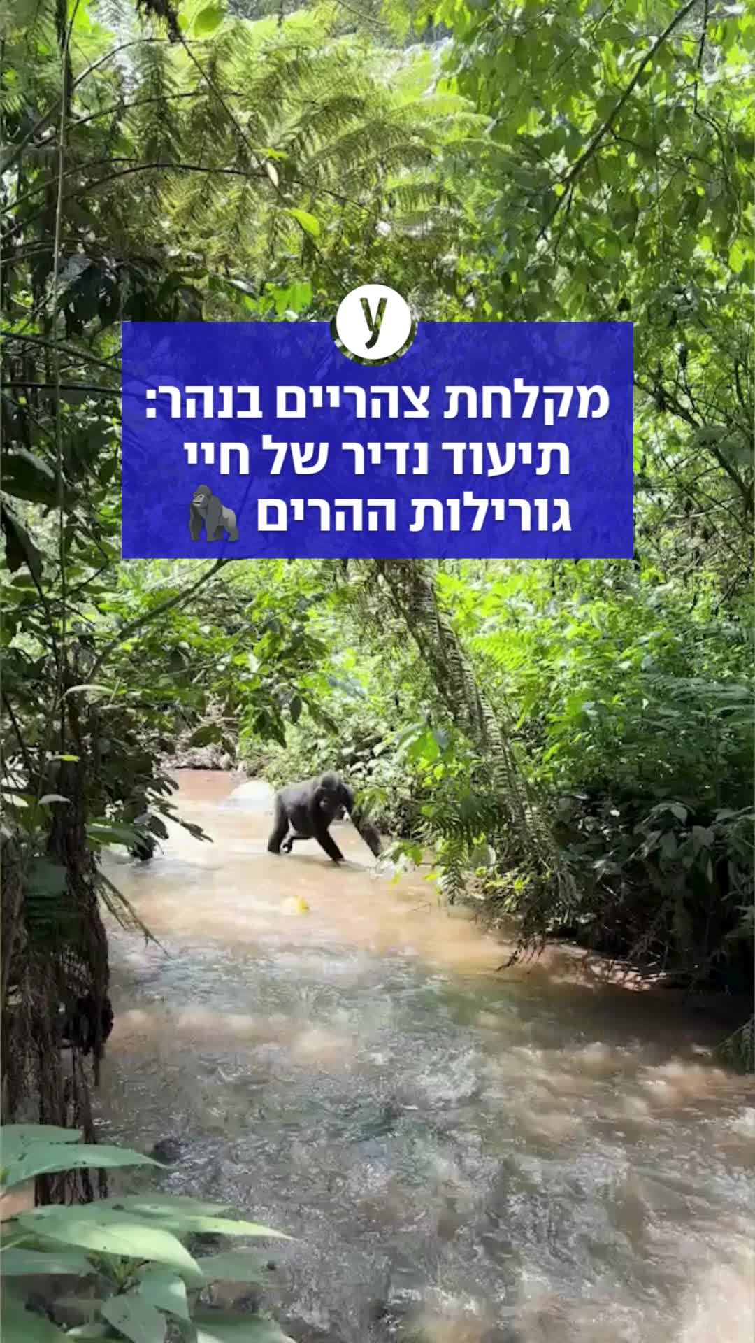 @ynet
