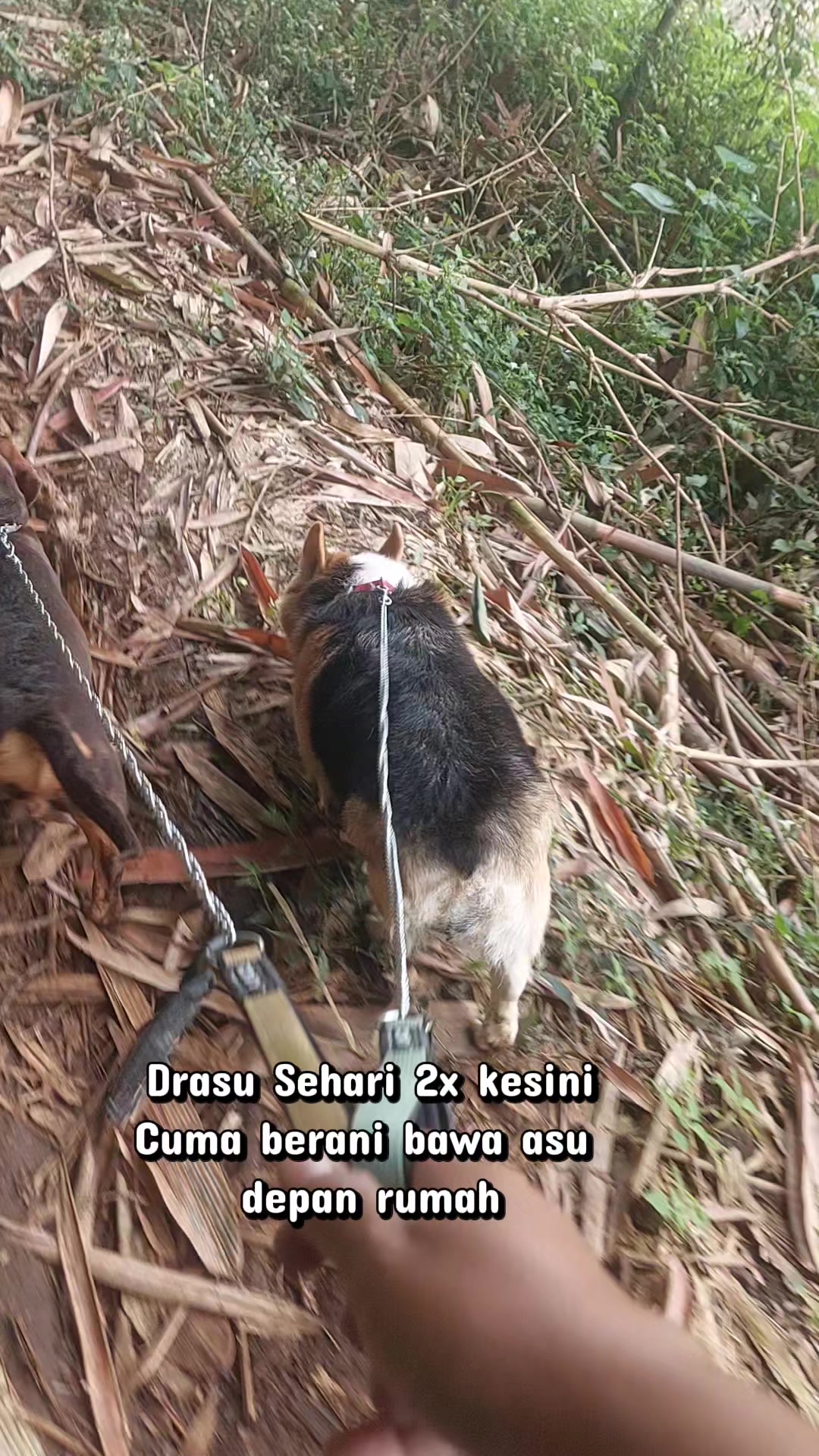 @Cileunyi Rabbit