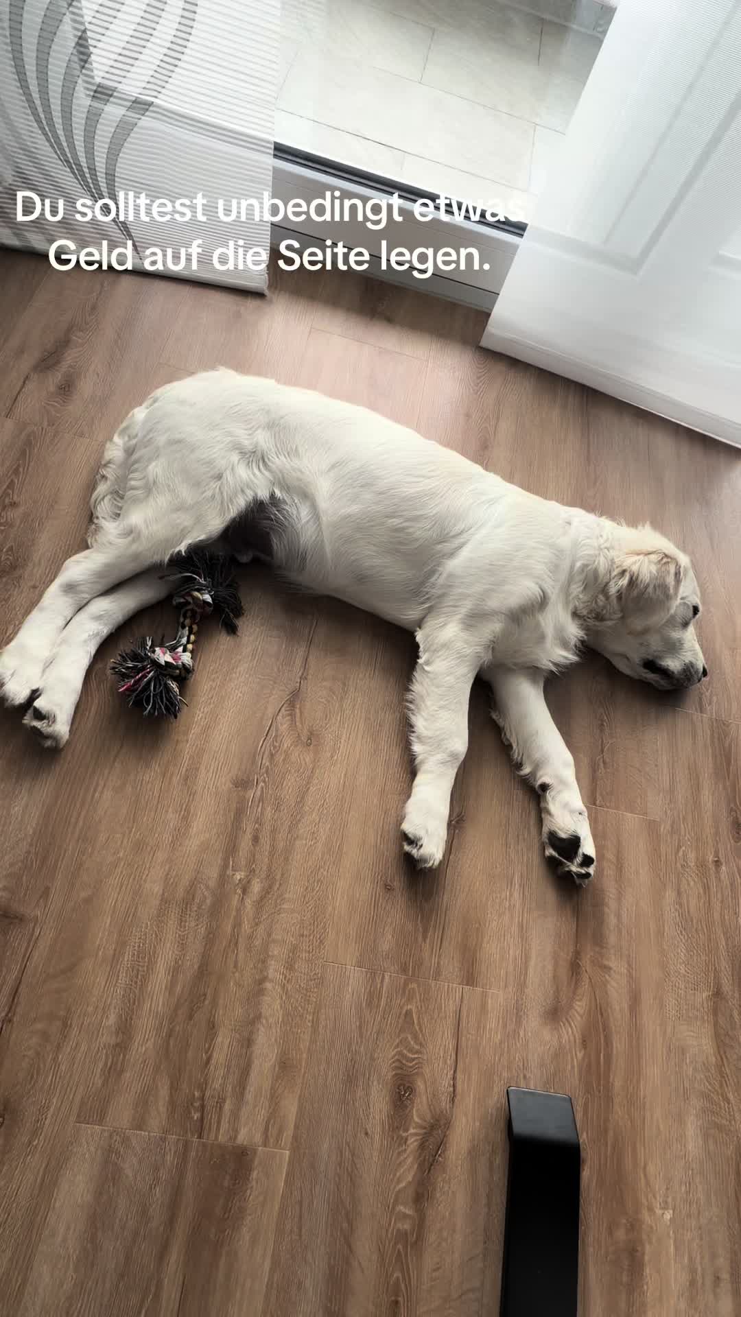 @Hiro 🐶