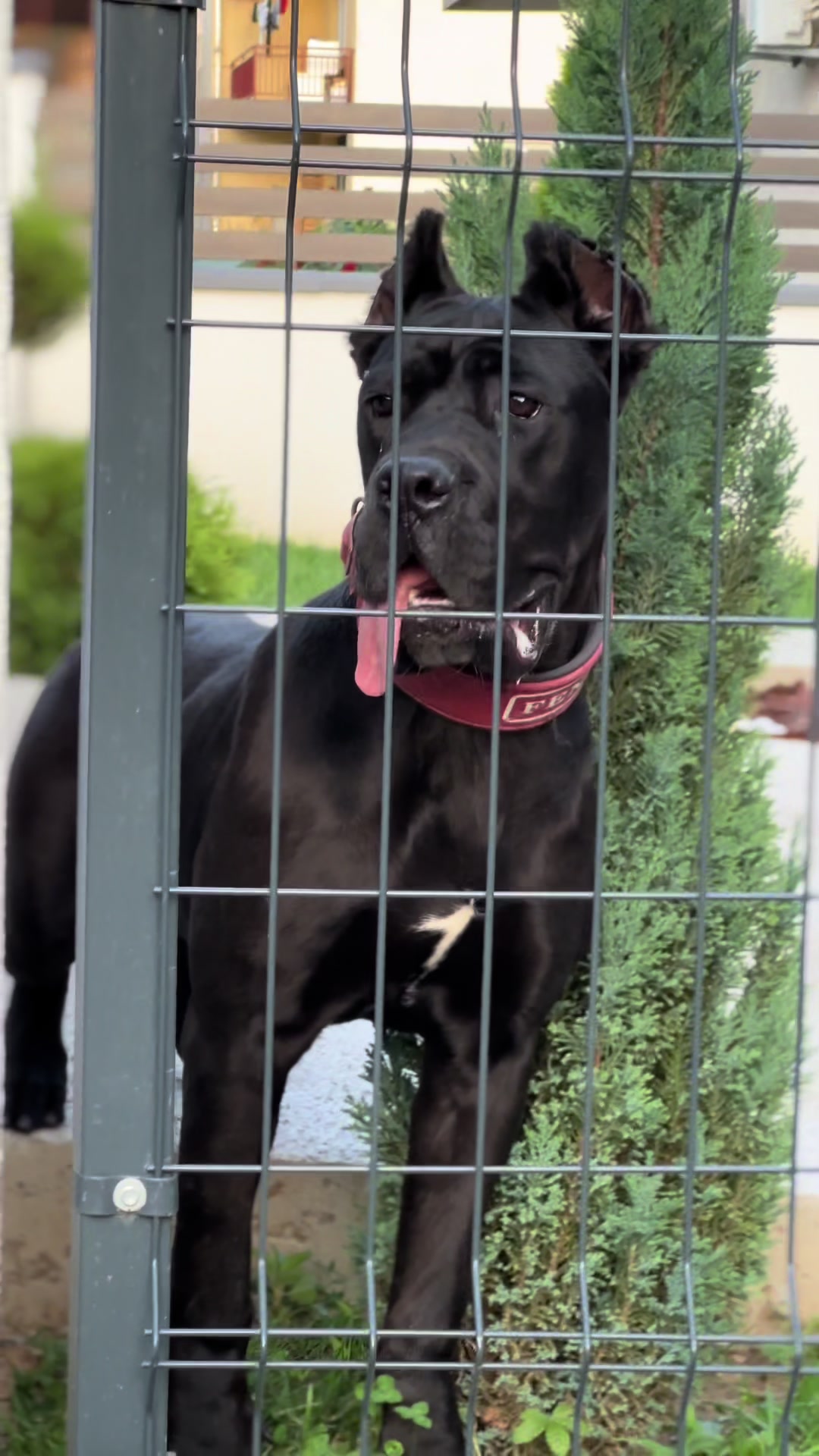 @CANE CORSO CLUB