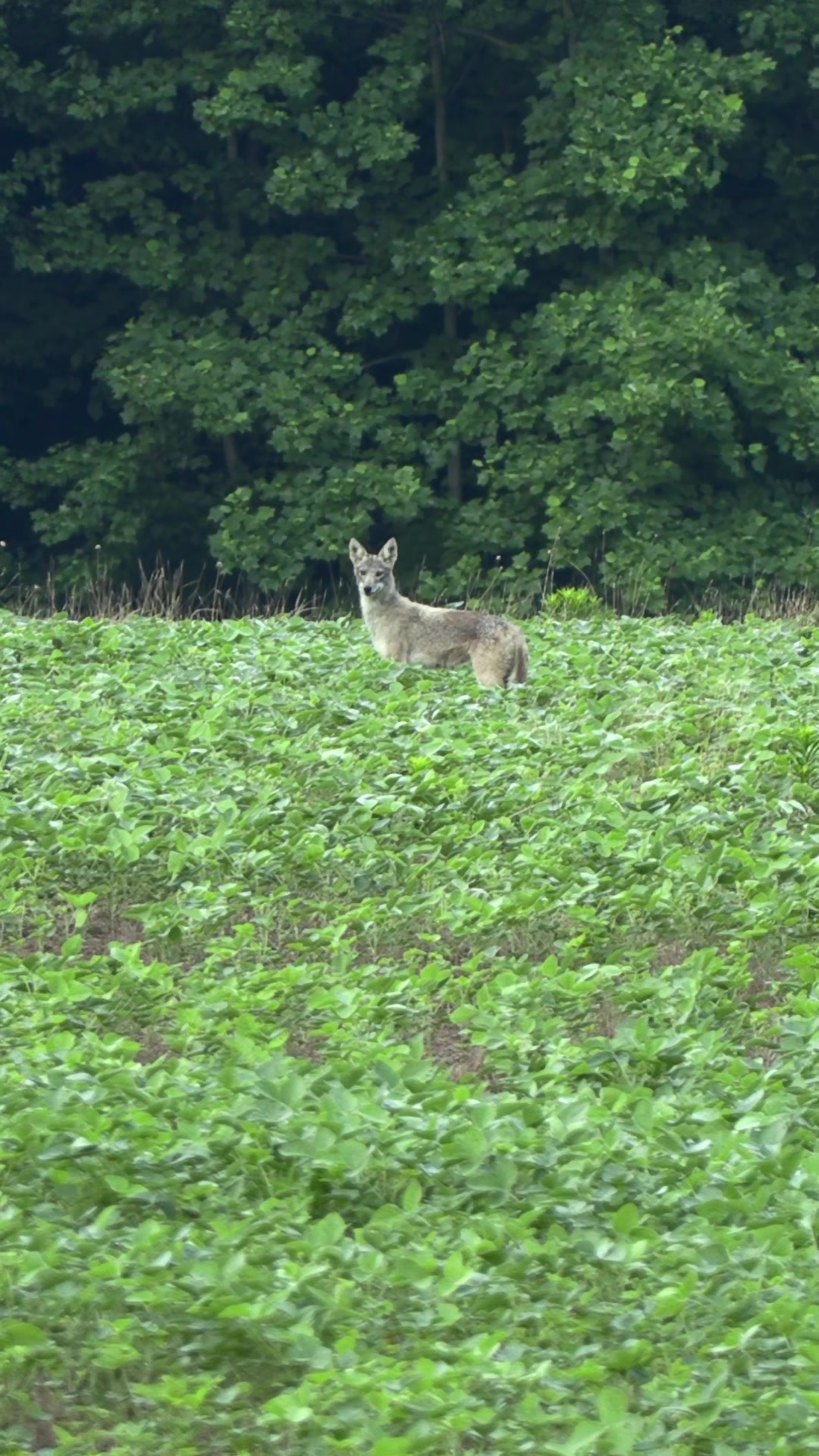 @FOXPRO Game Calls