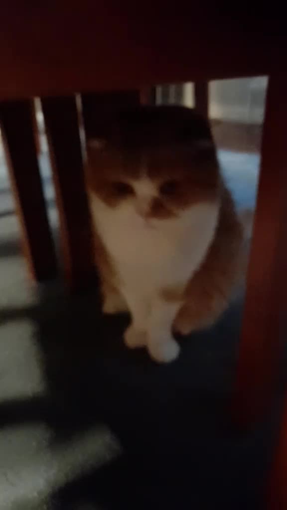 @Anneke & Simba