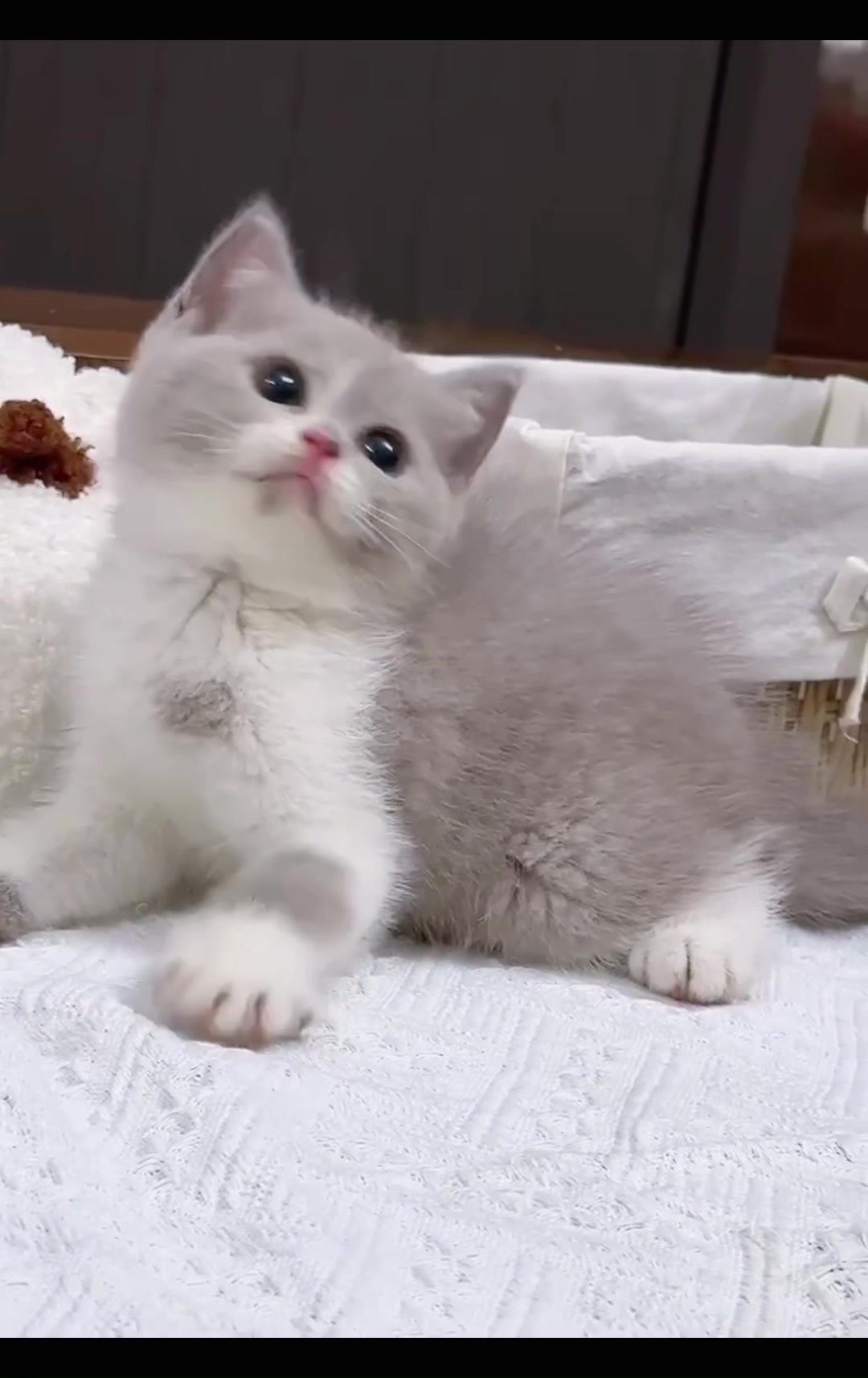 @fuyncats