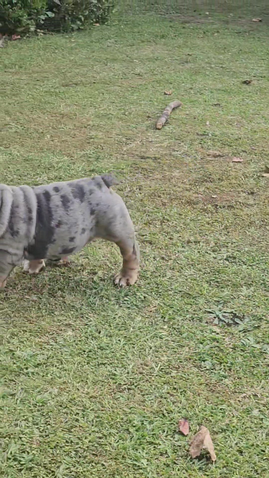 @Bulliciious Bulliez NZ