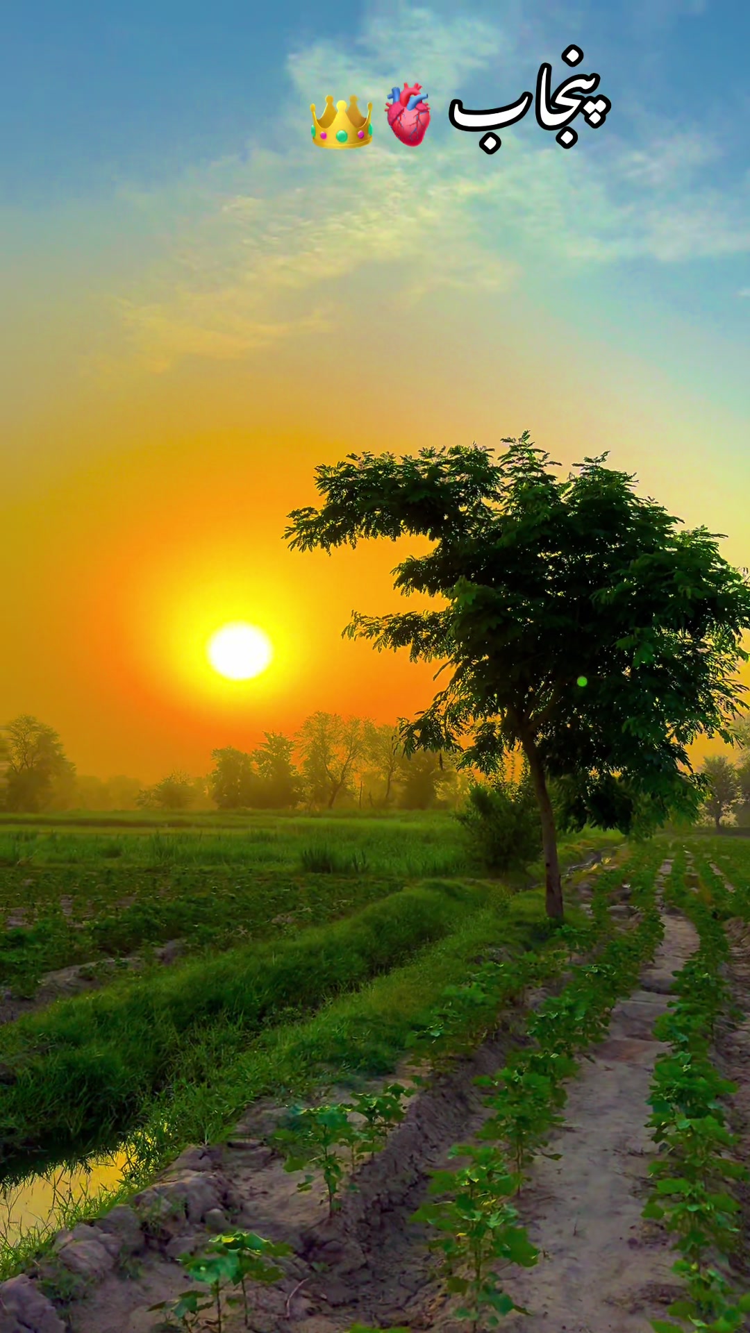 @پنجابی کلچر 🌾🍂