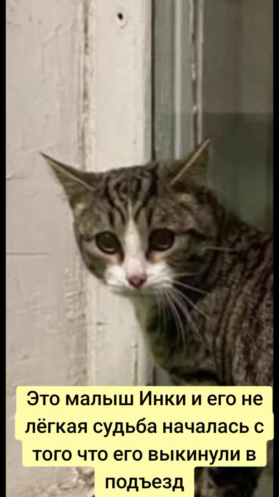 @Animals of Khimki