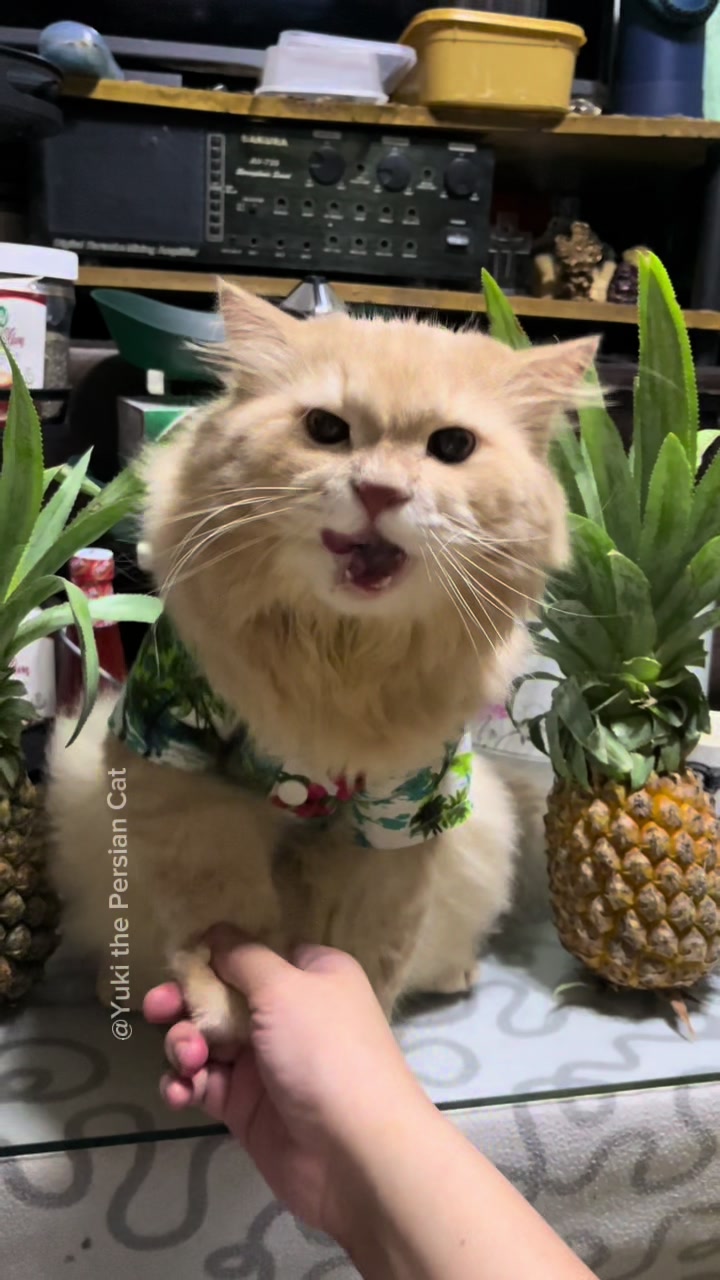 @Yuki the Persian Cat