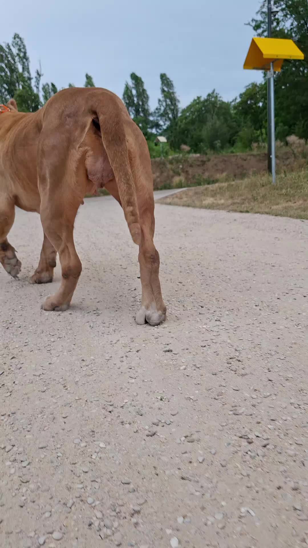 @AKATSUKI BULLY KENNEL 🇭🇹🇫🇷