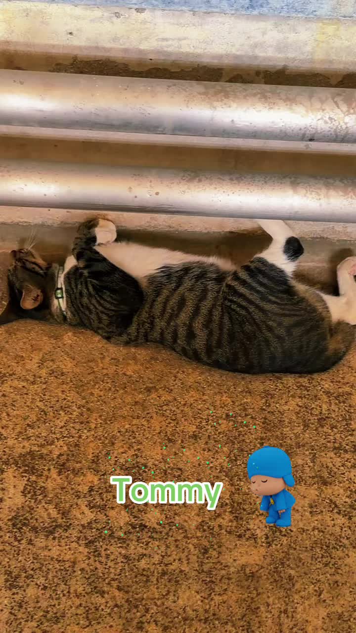 @Amri Gatitos
