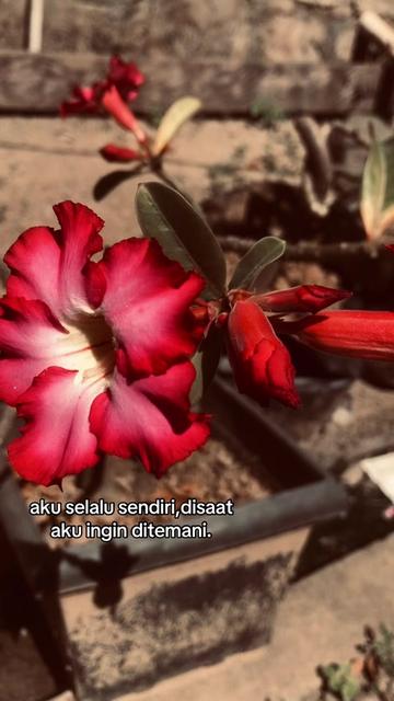 @fikarr