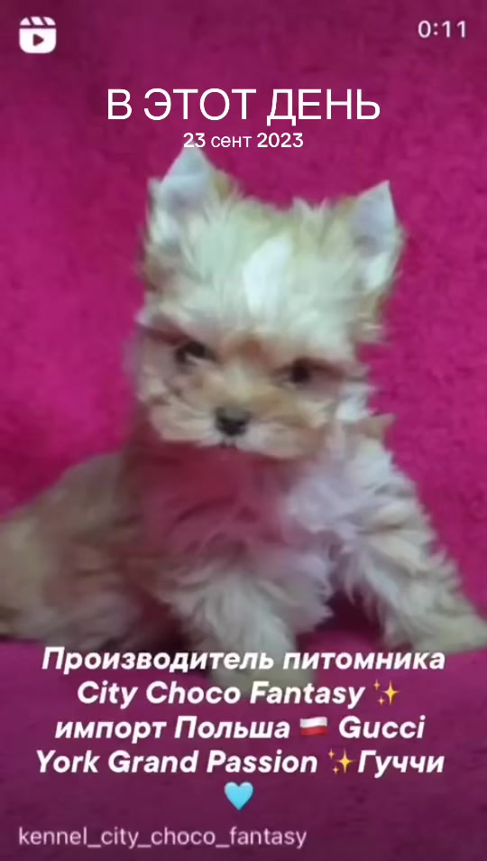 @Yorkie Maltipoo ShihTzu Teddy