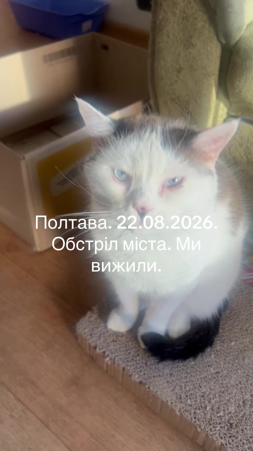 @Алиса