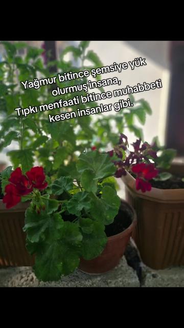 @ebruefkanksck