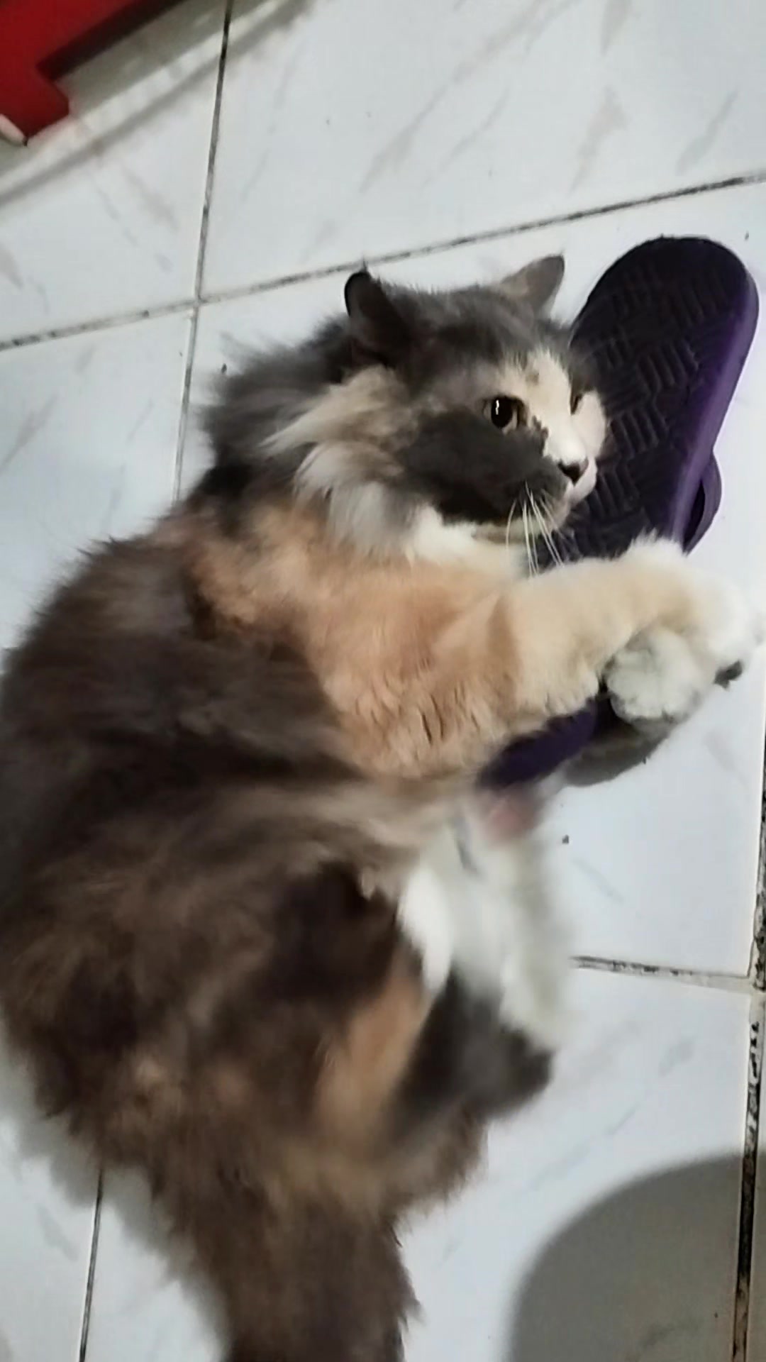 @Chiko Jelita