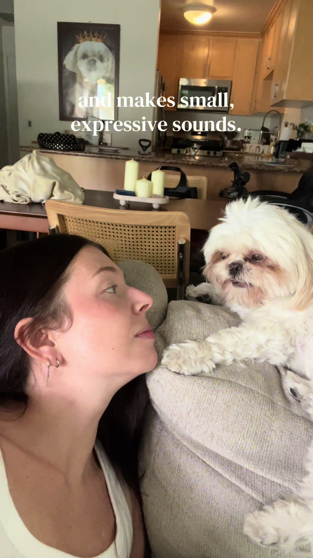 @Hugh the Shih Tzu