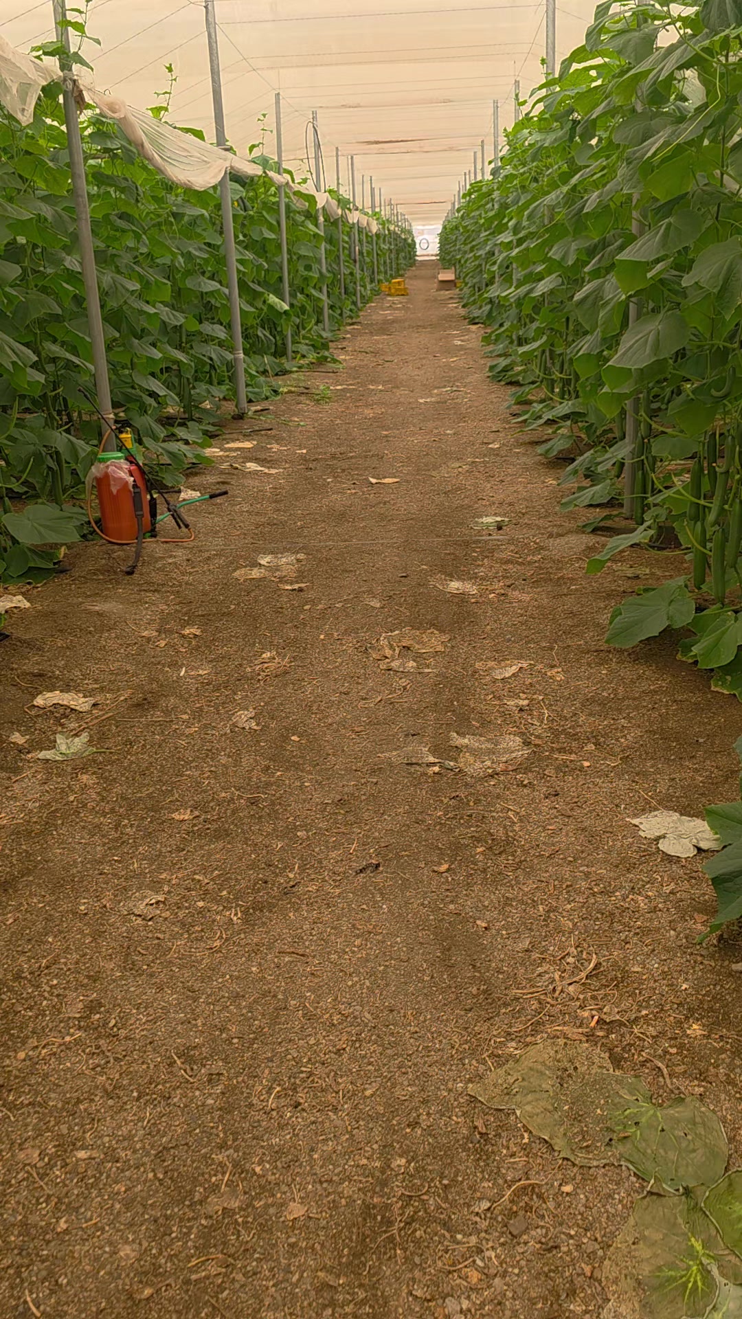 @El Extensionista del Agro