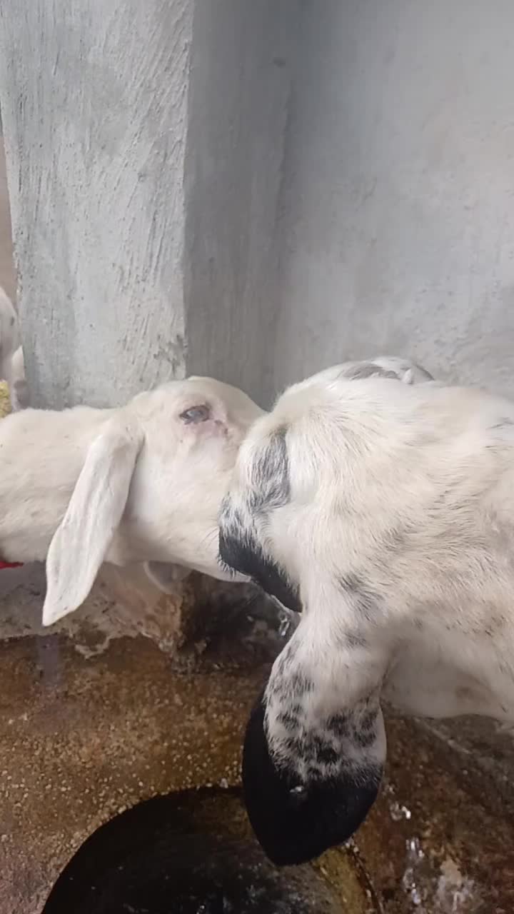 @Deli Çoban 42