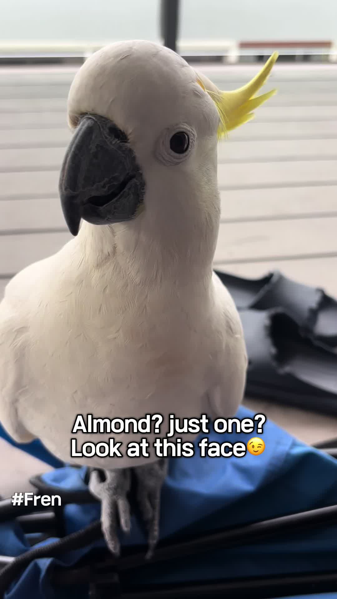@aussie.cockatoo
