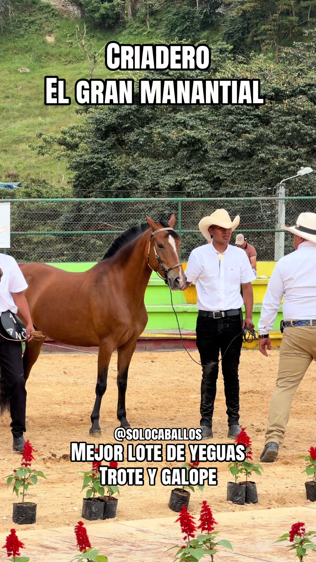 @Solo Caballos