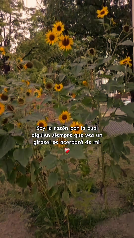 @🌻