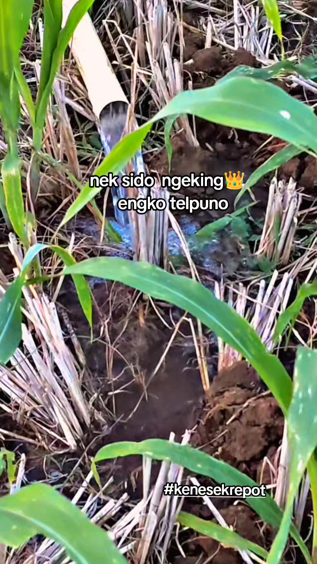@Ketrok