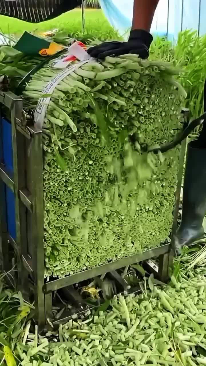 @◉‿◉