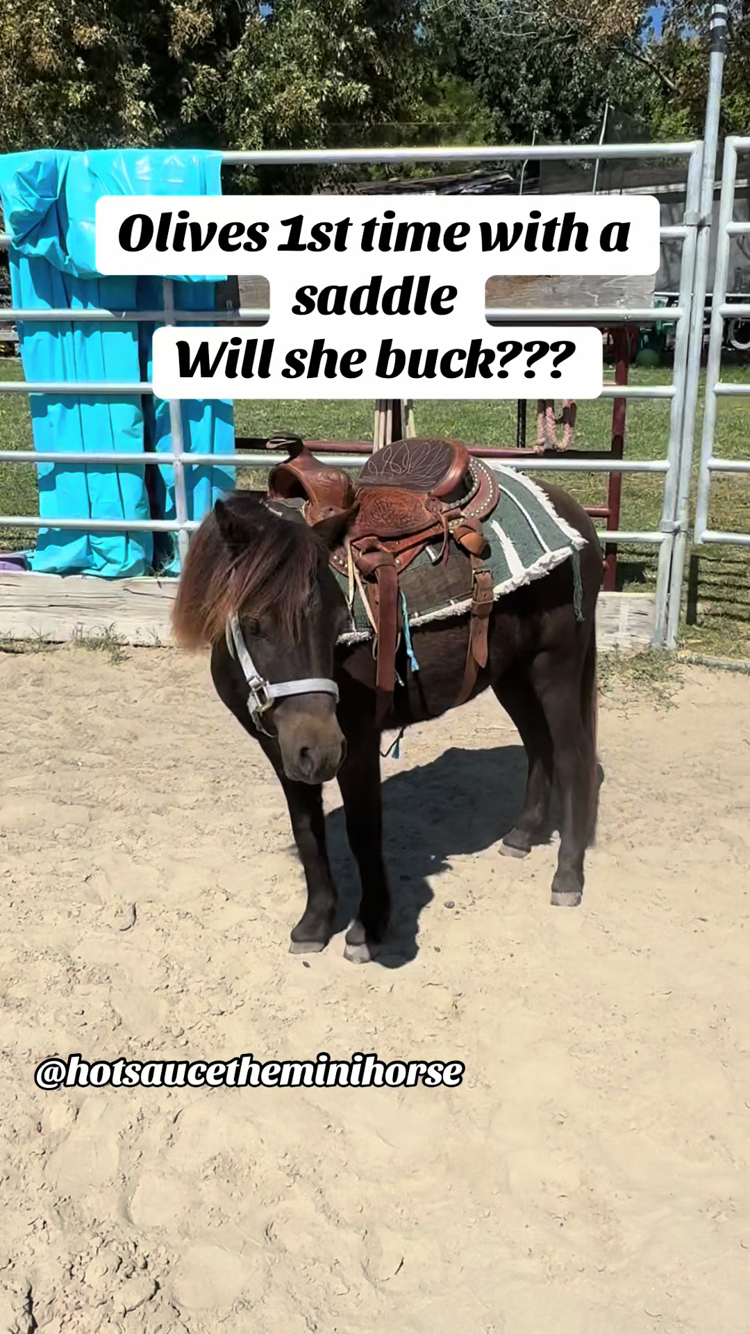 @Hot Sauce the Mini horse 🐎