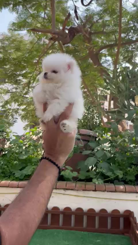 @Dogs Egypt - Ahmed Baher