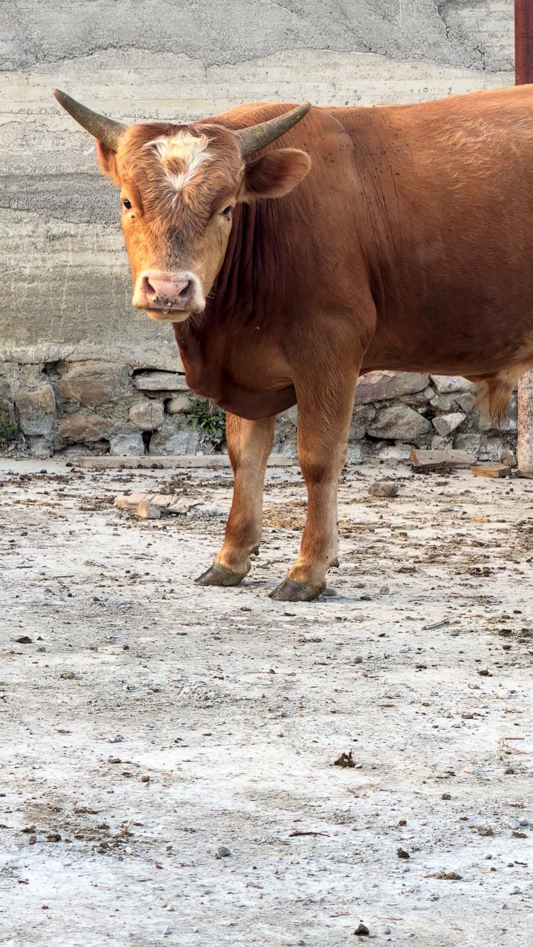 @GurishtaFarm