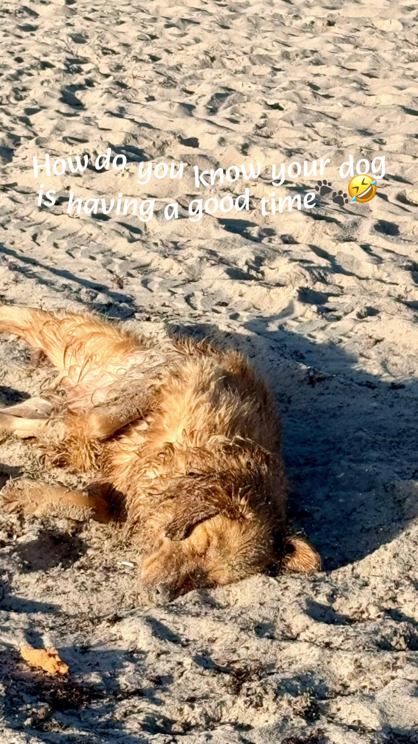 @RobertHouseDoglife